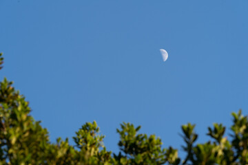 Daytime daylight moon in blue sky through the green leaves of a tree Laurus nobillis ‘Saratoga’ tree in San Francisco California