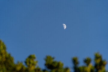 Daytime daylight moon in blue sky through the green leaves of a tree Laurus nobillis ‘Saratoga’ tree in San Francisco California
