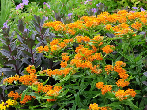 Butterfly weed (Asclepias tuberosa), also known as orange milkweed, in flower (bloom), in a garden setting