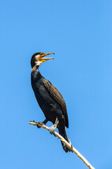 Great cormorant the tree in the blue sky