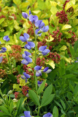 Blue false indigo or blue wild indigo (Baptisia australis) in flower (bloom) against the foliage and seedheads of 'Dart's Gold' ninebark (Physocarpus opulifolius)