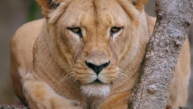 Southwest African lion (Panthera leo bleyenberghi), lioness sensing prey, alert animal