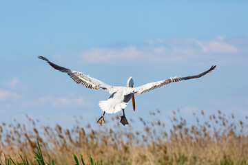 Dalmatian Pelican in landing to the reeds of delta of Volga River