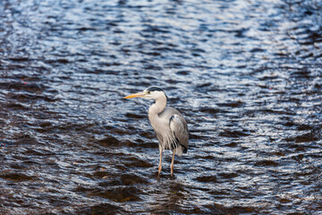 Heron stays in a river in Kyoto, Japan
