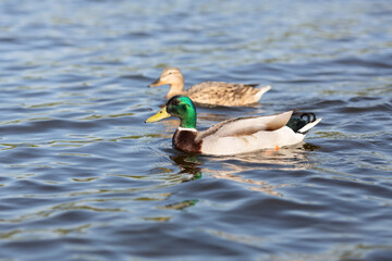 Male and female ducks are swimming in the river