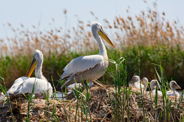 Dalmatian pelican family nesting in the reeds of Volga river