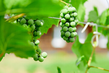 Bunch of fresh green grapes growing on vineyard.