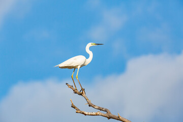 White great egret (heron) on the blue sky background