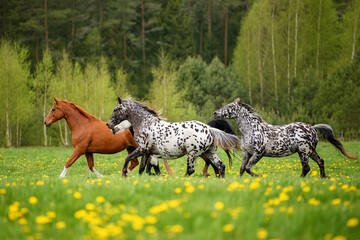 Herd of horses running in the field with flowers