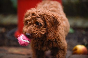 Fototapeta premium A cute young dog is learning to play fetch outside in a garden