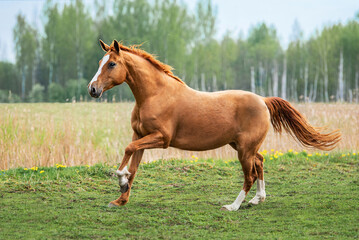 Naklejka na ściany i meble Beautiful red horse running in the field in summer. Don breed horse.