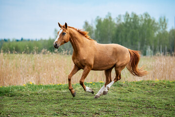 Beautiful red horse running in the field in summer. Don breed horse.