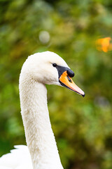 A closeup headshot of a mute swan (Cygnus olor) against a green background