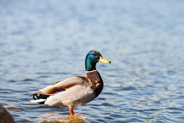 Male duck (Mallard) staying on the stone in the river