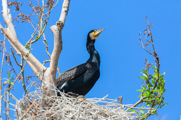 Great cormorant nesting on the tree in the blue sky