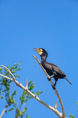 Great Cormorant (Phalacrocorax carbo) on the tree branch against blue sky