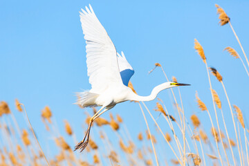 White great egret flying in the reeds against blue sky