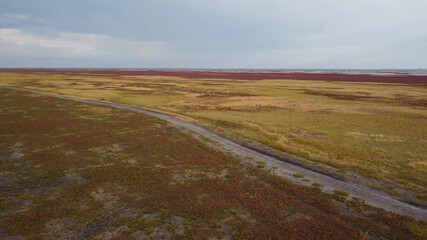 Top view of herd of deer runs across a field with yellow-brown grass on Dzharylhach island. Ukraine