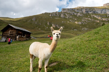 Fototapeta premium A close up of Lama on Seceda mountain, Dolomites