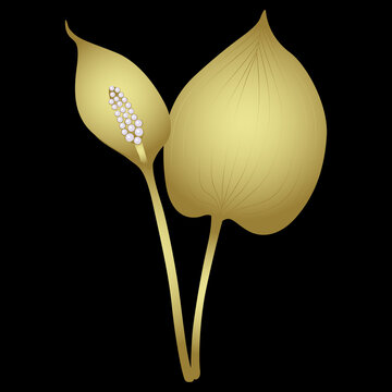 Single branch of Bog Arum plant with lead and flower. (Calla Palustris). Swamp Lily. Golden glossy silhouette with white pearl beads on black background. Jewelry design.