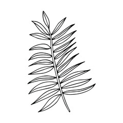 Fototapeta premium Tropical palm leave in sketch style, isolated vector illustration. Leave of palm tree in linear doodle style. Botanical minimalist print of exotic leave, sketch design.