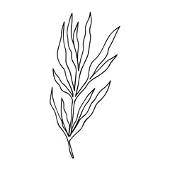 Tropical palm leave in sketch style, isolated vector illustration. Leave of palm tree in linear doodle style. Botanical minimalist print of exotic leave, sketch design.