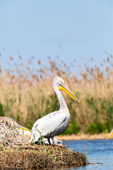 Dalmatian pelican nesting in the reeds of Volga river