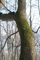 Obraz premium Winter landscape 
