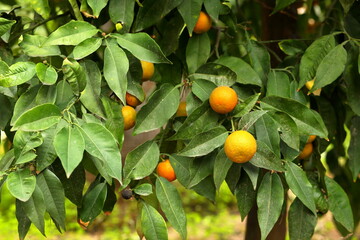 orange tree with oranges