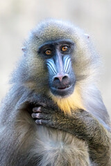 close up portrait of a mandrill monkey (Mandrillus Sphinx) at habitat