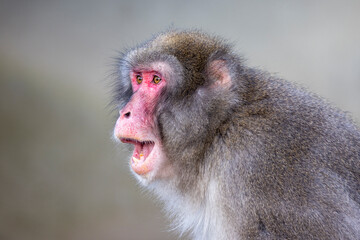 close up shot of a Japanese Macaque (Macaca fuscata) with red face