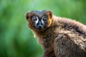 Fototapeta premium closeup portrait of Red-bellied lemur (Eulemur rubriventer) in wild nature