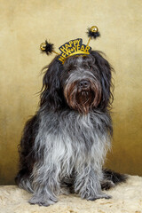 Closeup portrait of a Dutch Sheepdog (Schapendoes)