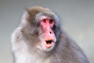 close up shot of a Japanese Macaque (Macaca fuscata) with red face