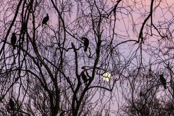 wild great cormorants (Phalacrocorax carbo) perching on tree at sunset