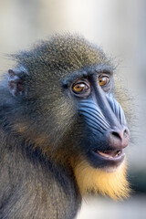 close up portrait of a mandrill monkey (Mandrillus Sphinx) at habitat