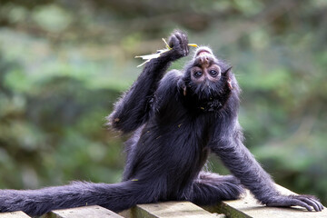 close up shot of a Colombian spider monkey (Ateles fusciceps rufiventris)