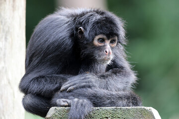 close up shot of a Colombian spider monkey (Ateles fusciceps rufiventris)
