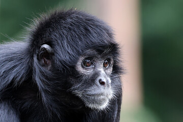 close up shot of a Colombian spider monkey (Ateles fusciceps rufiventris) - Powered by Adobe