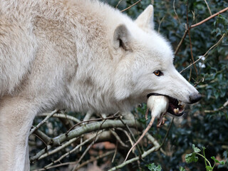 Hudson Bay wolf (Canis lupus hudsonicus)