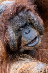 Portrait of Bornean Orangutan in wild nature