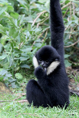loseup image of a Northern white-cheeked gibbon (Nomascus leucogenys) monkey in the forest