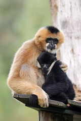 closeup image of a Northern white-cheeked gibbon (Nomascus leucogenys) monkey mother with child in the forest