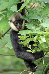loseup image of a Northern white-cheeked gibbon (Nomascus leucogenys) monkey in the forest