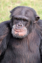 close up shot of chimpanzee (Pan troglodytes) in habitat