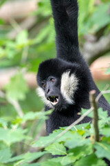 Obraz premium loseup image of a Northern white-cheeked gibbon (Nomascus leucogenys) monkey in the forest