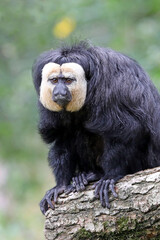 white-faced saki (Pithecia pithecia) in habitat