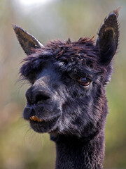 Fototapeta premium closeup portrait of alpaca (Lama pacos)