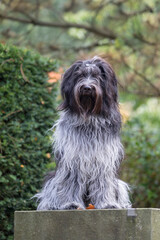 Closeup portrait of a Dutch Sheepdog (Schapendoes)