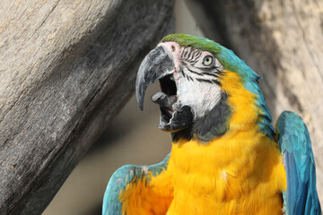 close up portrait of blue-and-yellow macaw (Ara ararauna) parrot